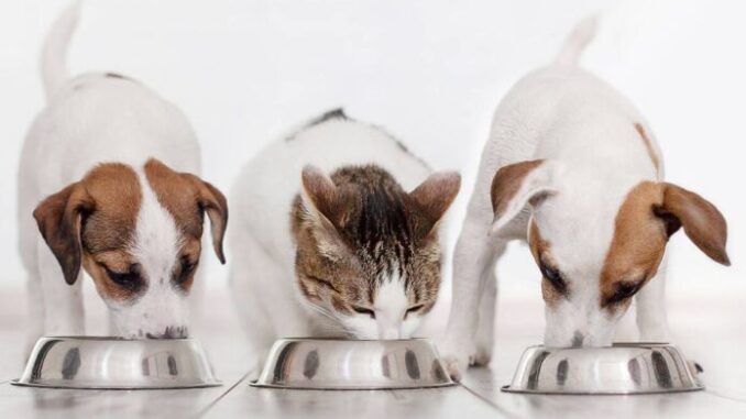 mascotas-comen-696x473